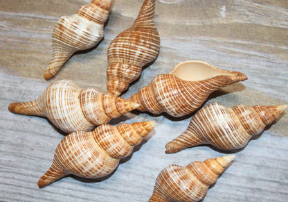 WHOLE SEASHELLS FASCILARIA FILAMENTOSA, Craft Supply, Beach Art, Shell Craft, Collectible Seashells, SS-466