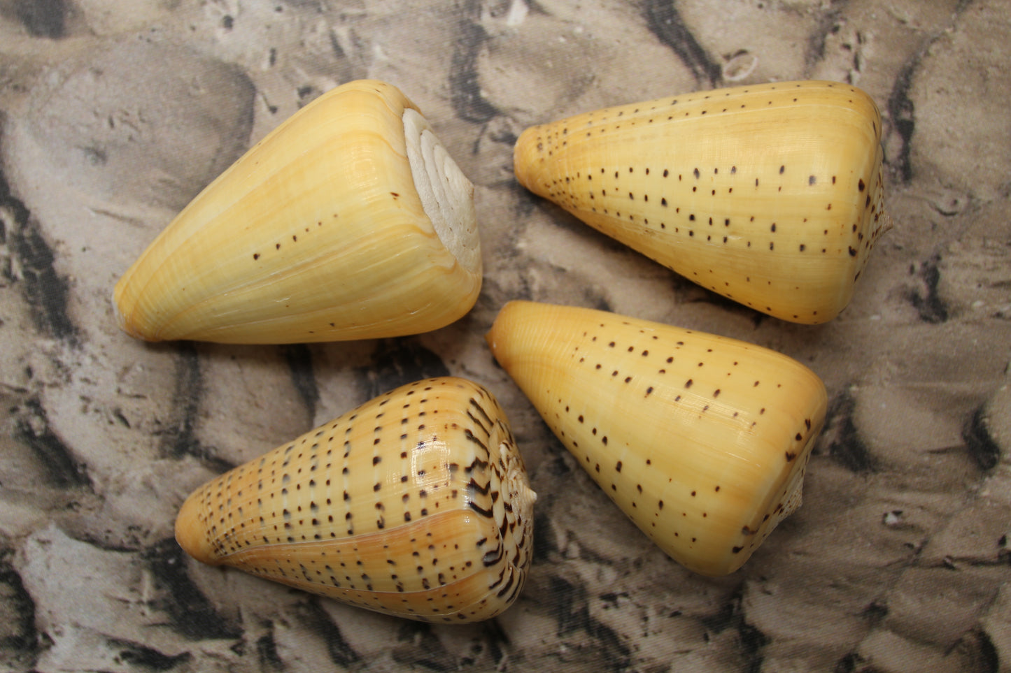 LARGE CONUS BETULINUS, Collectible Seashells, Display Seashells, Coastal Home Decor, Bath Decor, SS-506