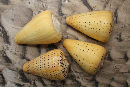 LARGE CONUS BETULINUS, Collectible Seashells, Display Seashells, Coastal Home Decor, Bath Decor, SS-506