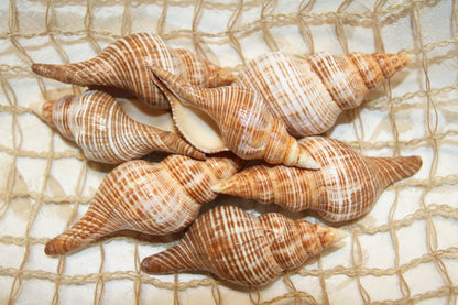 WHOLE SEASHELLS FASCILARIA FILAMENTOSA, Craft Supply, Beach Art, Shell Craft, Collectible Seashells, SS-466