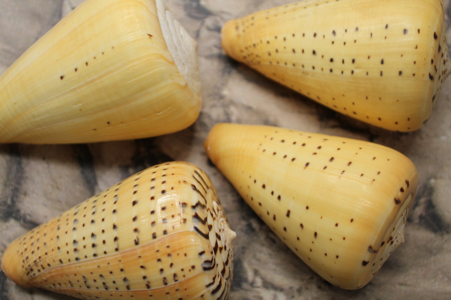LARGE CONUS BETULINUS, Collectible Seashells, Display Seashells, Coastal Home Decor, Bath Decor, SS-506