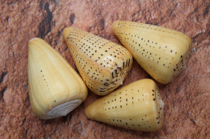 LARGE CONUS BETULINUS, Collectible Seashells, Display Seashells, Coastal Home Decor, Bath Decor, SS-506