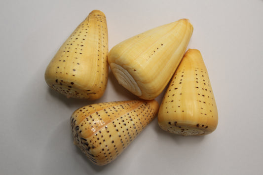 LARGE CONUS BETULINUS, Collectible Seashells, Display Seashells, Coastal Home Decor, Bath Decor, SS-506