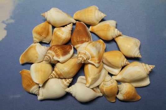 20-Whole CANARIUM Seashell,Beach Decor,Craft Supply,Wedding Accents,Pour Resin Crafts, SS-290