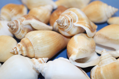 20-Whole CANARIUM Seashell,Beach Decor,Craft Supply,Wedding Accents,Pour Resin Crafts, SS-290