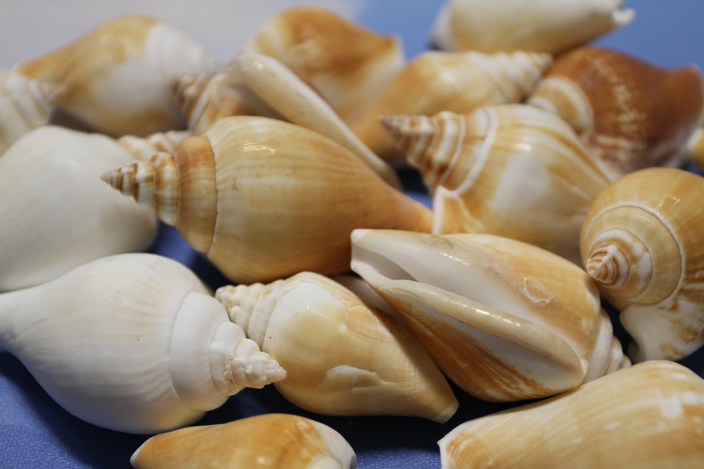 20-Whole CANARIUM Seashell,Beach Decor,Craft Supply,Wedding Accents,Pour Resin Crafts, SS-290