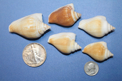 20-Whole CANARIUM Seashell,Beach Decor,Craft Supply,Wedding Accents,Pour Resin Crafts, SS-290