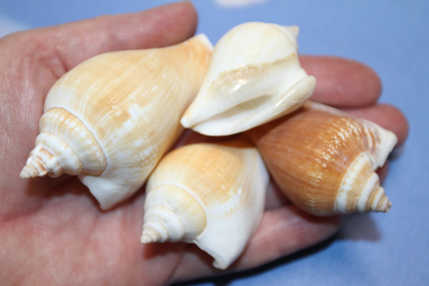 20-Whole CANARIUM Seashell,Beach Decor,Craft Supply,Wedding Accents,Pour Resin Crafts, SS-290