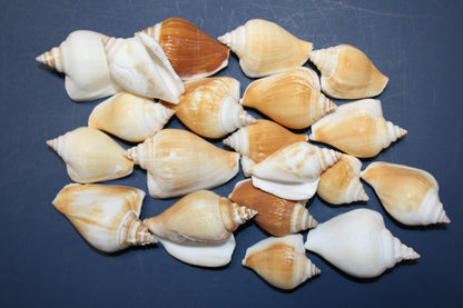 20-Whole CANARIUM Seashell,Beach Decor,Craft Supply,Wedding Accents,Pour Resin Crafts, SS-290