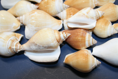 20-Whole CANARIUM Seashell,Beach Decor,Craft Supply,Wedding Accents,Pour Resin Crafts, SS-290