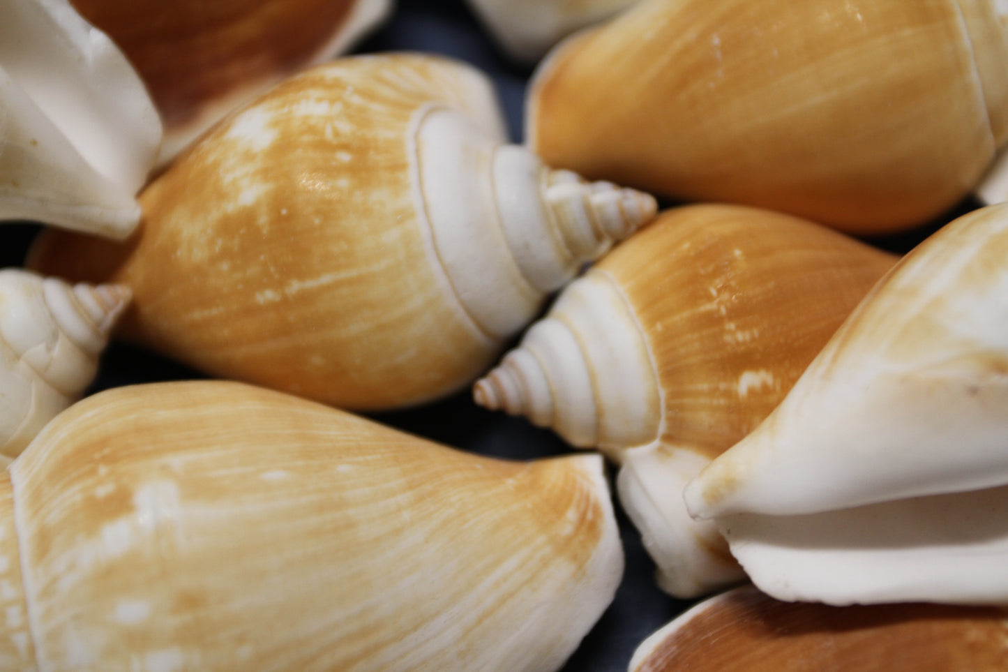 20-Whole CANARIUM Seashell,Beach Decor,Craft Supply,Wedding Accents,Pour Resin Crafts, SS-290