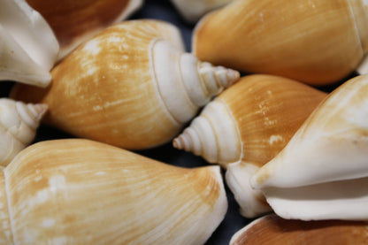 20-Whole CANARIUM Seashell,Beach Decor,Craft Supply,Wedding Accents,Pour Resin Crafts, SS-290
