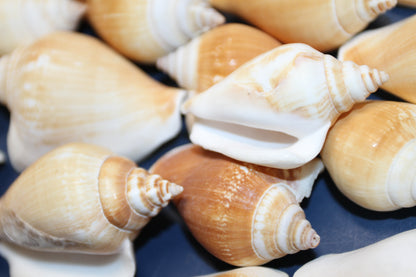 20-Whole CANARIUM Seashell,Beach Decor,Craft Supply,Wedding Accents,Pour Resin Crafts, SS-290
