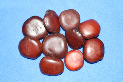 LUCKY SEA BEANS , Shell Craft, Beach Decor, Collectible Gift, Good Luck Charm, "Palm Stone" ss-18