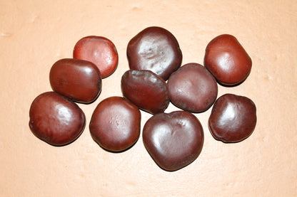LUCKY SEA BEANS , Shell Craft, Beach Decor, Collectible Gift, Good Luck Charm, "Palm Stone" ss-18