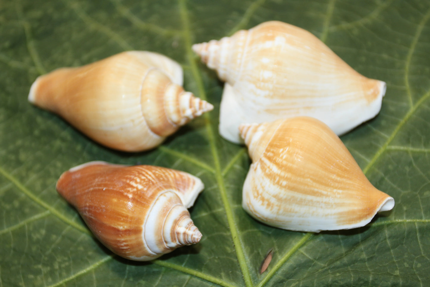 20-Whole CANARIUM Seashell,Beach Decor,Craft Supply,Wedding Accents,Pour Resin Crafts, SS-290