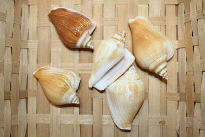 20-Whole CANARIUM Seashell,Beach Decor,Craft Supply,Wedding Accents,Pour Resin Crafts, SS-290