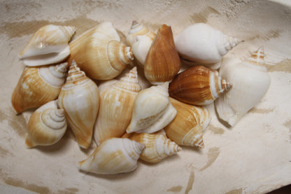 20-Whole CANARIUM Seashell,Beach Decor,Craft Supply,Wedding Accents,Pour Resin Crafts, SS-290