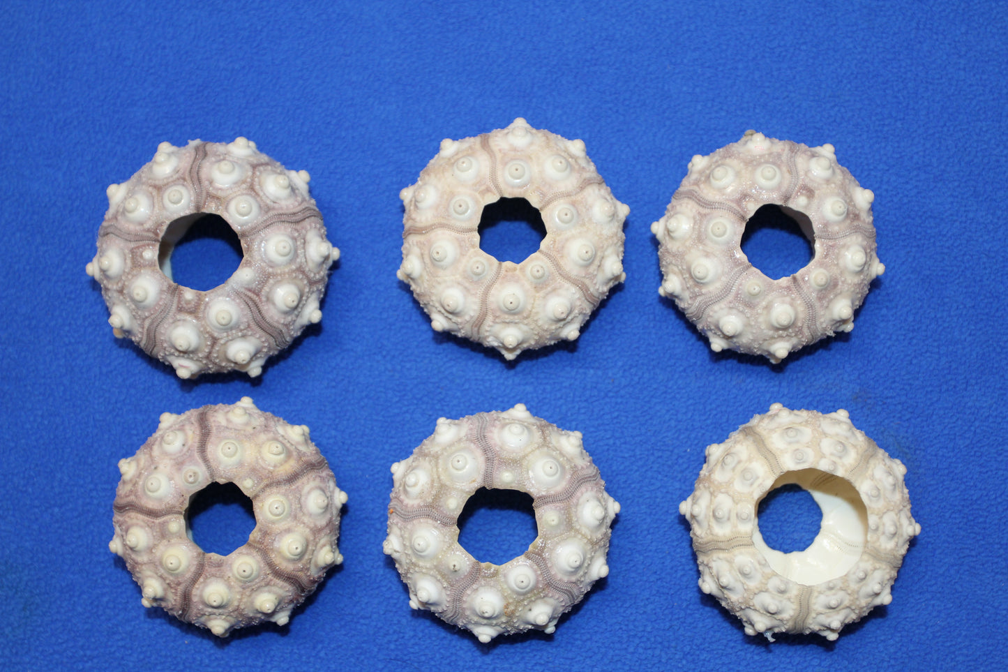 6- Air Plant Holder THAI URCHINS, Sputnik Urchins,Sea Life,,All Occasion Gifts,Collectibles,,Beach Art, SS-02B