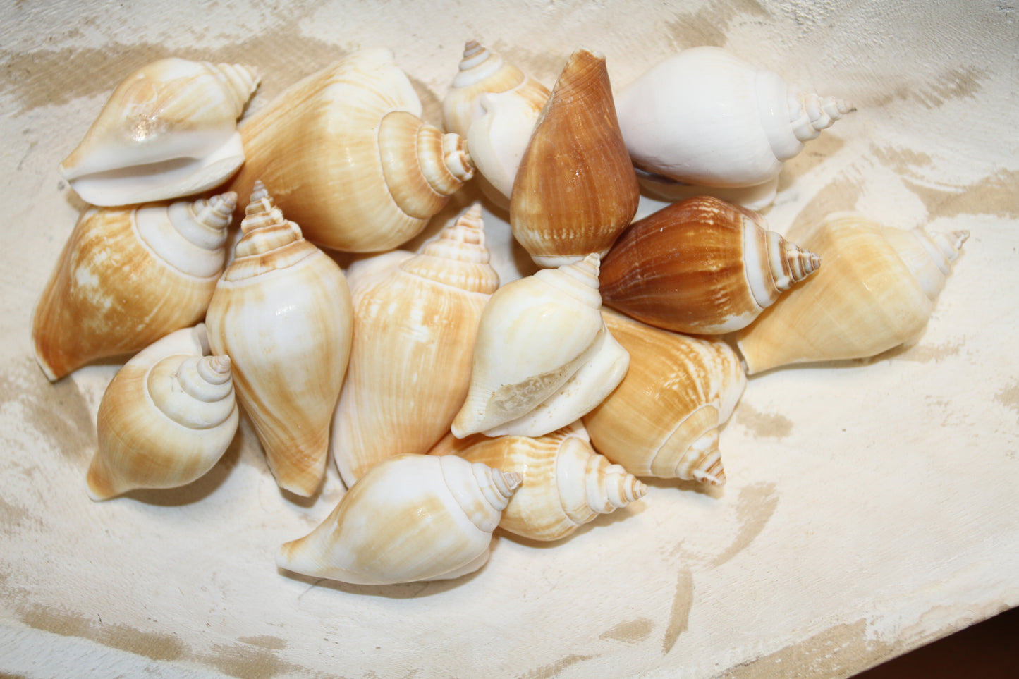 20-Whole CANARIUM Seashell,Beach Decor,Craft Supply,Wedding Accents,Pour Resin Crafts, SS-290