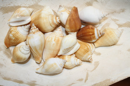 20-Whole CANARIUM Seashell,Beach Decor,Craft Supply,Wedding Accents,Pour Resin Crafts, SS-290