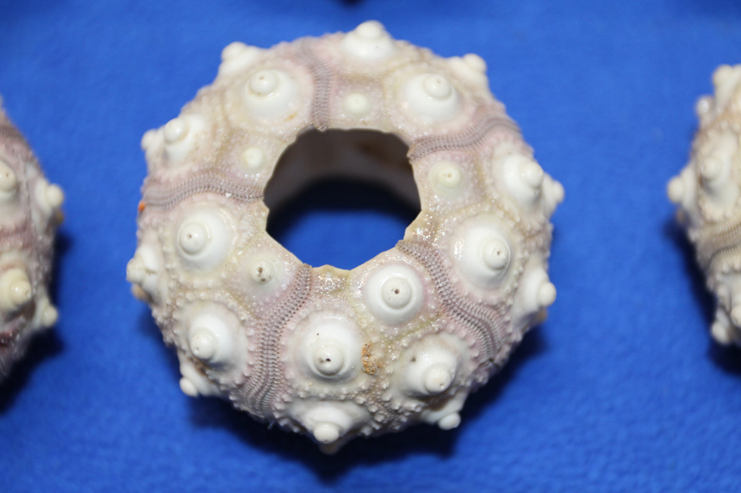 6- Air Plant Holder THAI URCHINS, Sputnik Urchins,Sea Life,,All Occasion Gifts,Collectibles,,Beach Art, SS-02B