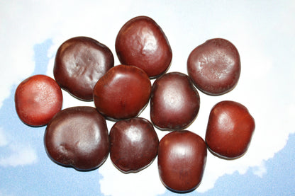 LUCKY SEA BEANS , Shell Craft, Beach Decor, Collectible Gift, Good Luck Charm, "Palm Stone" ss-18