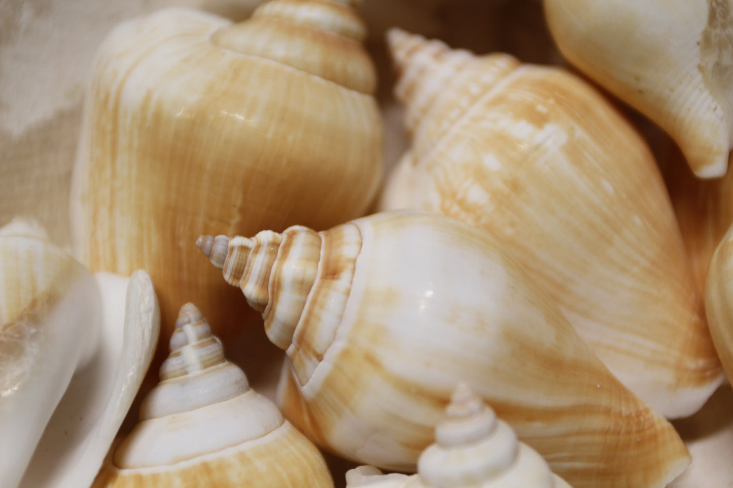 20-Whole CANARIUM Seashell,Beach Decor,Craft Supply,Wedding Accents,Pour Resin Crafts, SS-290