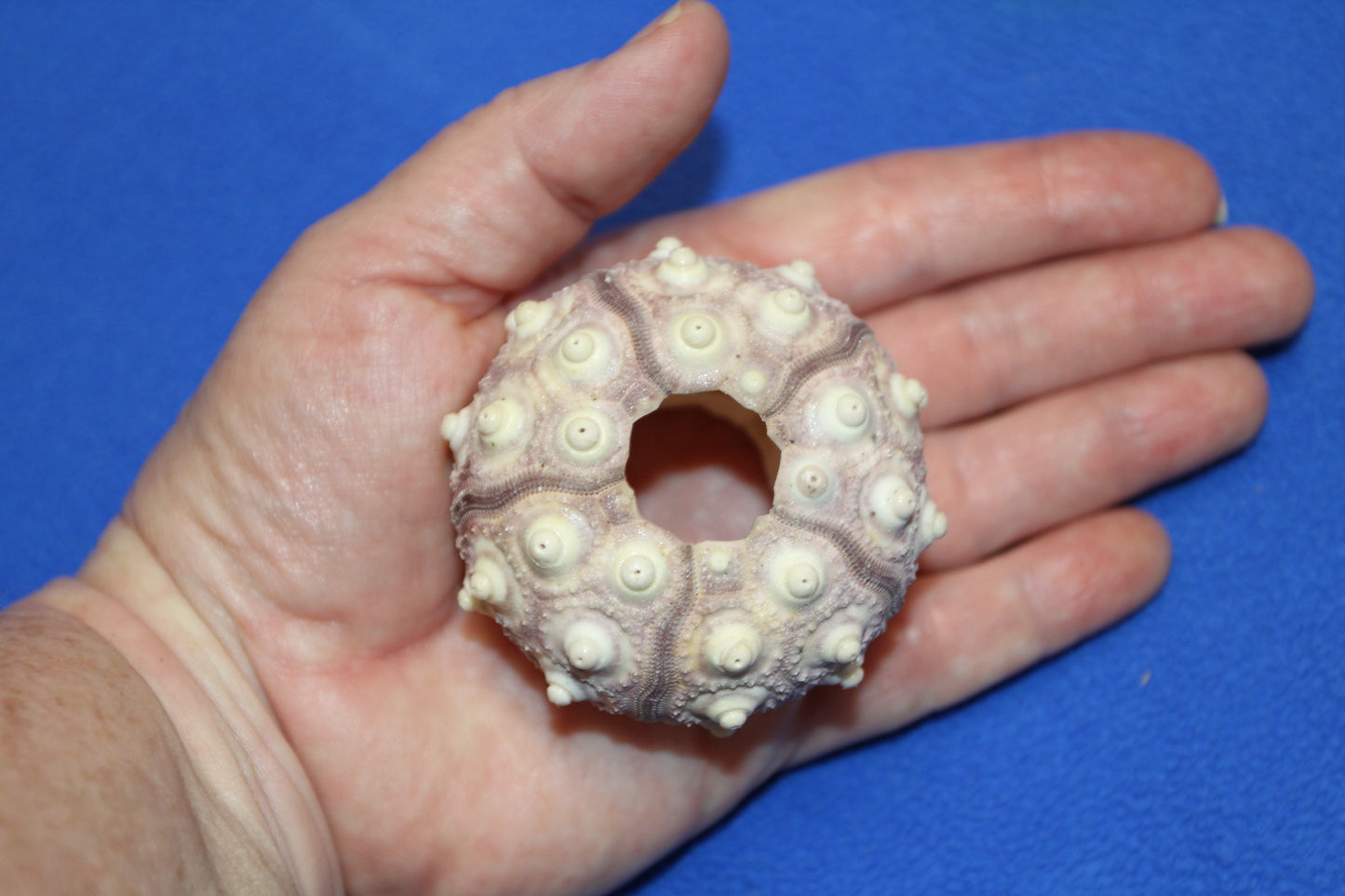 6- Air Plant Holder THAI URCHINS, Sputnik Urchins,Sea Life,,All Occasion Gifts,Collectibles,,Beach Art, SS-02B