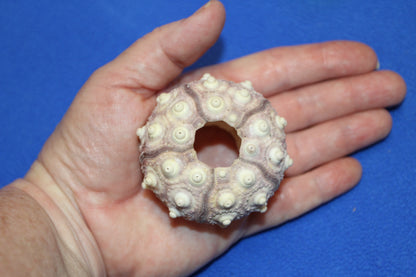 6- Air Plant Holder THAI URCHINS, Sputnik Urchins,Sea Life,,All Occasion Gifts,Collectibles,,Beach Art, SS-02B