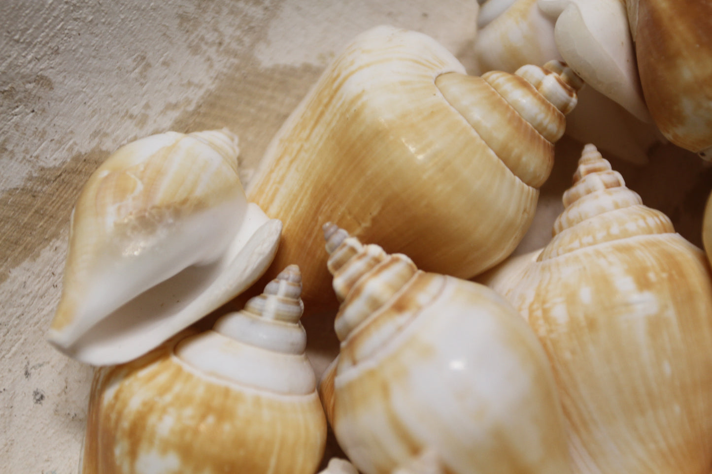20-Whole CANARIUM Seashell,Beach Decor,Craft Supply,Wedding Accents,Pour Resin Crafts, SS-290