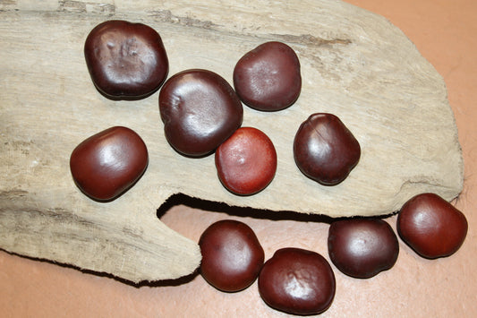 LUCKY SEA BEANS , Shell Craft, Beach Decor, Collectible Gift, Good Luck Charm, "Palm Stone" ss-18