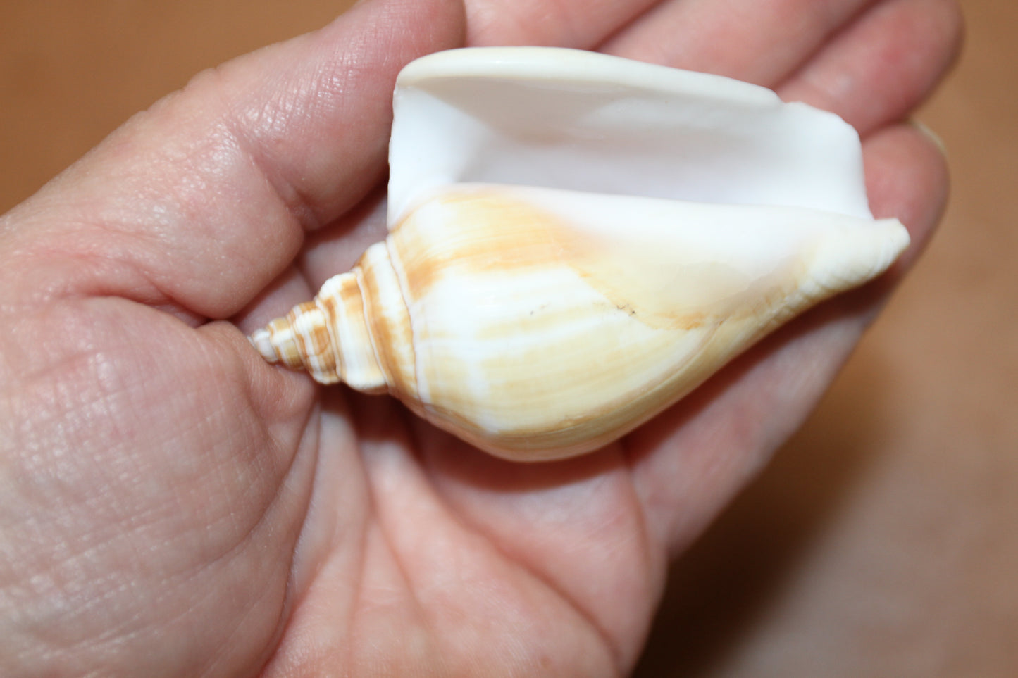 20-Whole CANARIUM Seashell,Beach Decor,Craft Supply,Wedding Accents,Pour Resin Crafts, SS-290