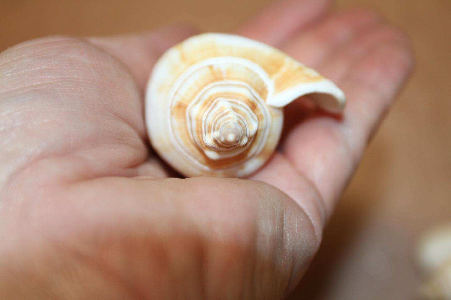 20-Whole CANARIUM Seashell,Beach Decor,Craft Supply,Wedding Accents,Pour Resin Crafts, SS-290