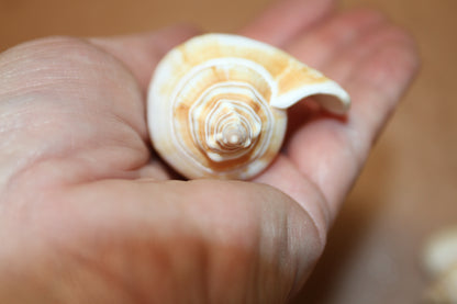 20-Whole CANARIUM Seashell,Beach Decor,Craft Supply,Wedding Accents,Pour Resin Crafts, SS-290
