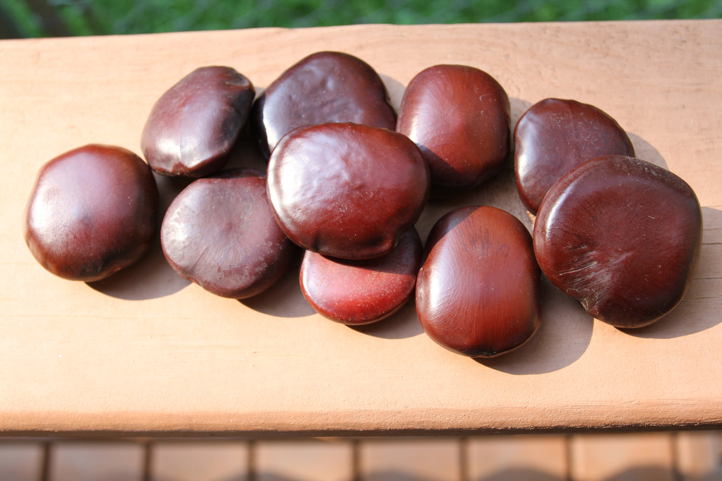 LUCKY SEA BEANS , Shell Craft, Beach Decor, Collectible Gift, Good Luck Charm, "Palm Stone" ss-18