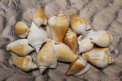 20-Whole CANARIUM Seashell,Beach Decor,Craft Supply,Wedding Accents,Pour Resin Crafts, SS-290