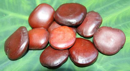 LUCKY SEA BEANS , Shell Craft, Beach Decor, Collectible Gift, Good Luck Charm, "Palm Stone" ss-18