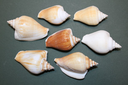 20-Whole CANARIUM Seashell,Beach Decor,Craft Supply,Wedding Accents,Pour Resin Crafts, SS-290
