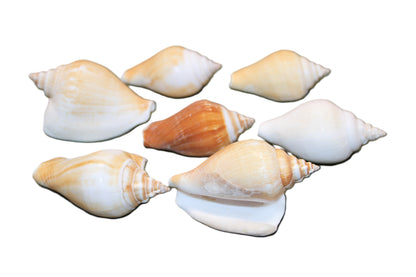 20-Whole CANARIUM Seashell,Beach Decor,Craft Supply,Wedding Accents,Pour Resin Crafts, SS-290