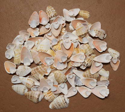 SLICED/CUT SEASHELLS, STROMBUS LUHUANUS, Upscale Craft Supply, Custom Candle Crafts, Scrap Booking  Supply CS-94