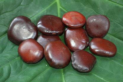 LUCKY SEA BEANS , Shell Craft, Beach Decor, Collectible Gift, Good Luck Charm, "Palm Stone" ss-18