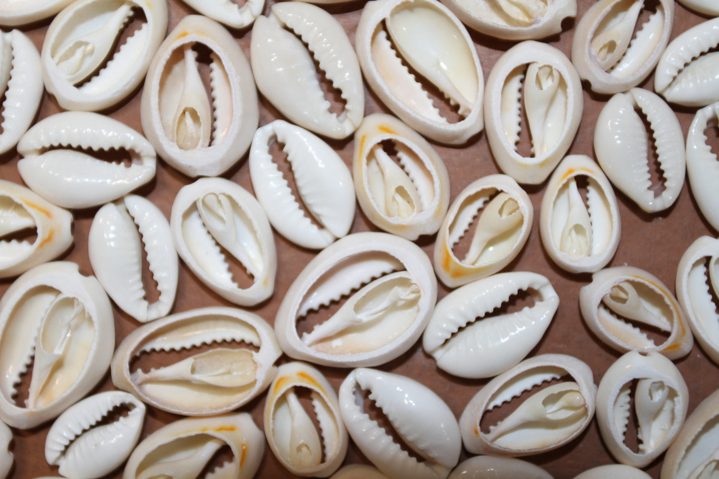 CUT/SLICED SEASHELLS CYPRAEA ANNULUS,SAILORS VALENTINES,BEACH ART,JEWELRY SUPPLY,ALL OCCASION GIFTS,SEASHELL FLOWERS, CS-07
