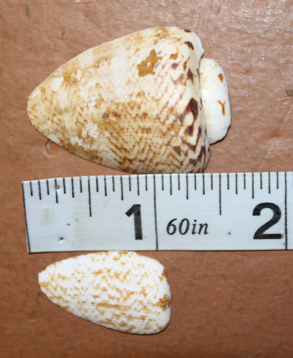SLICED/CUT SEASHELLS, STROMBUS LUHUANUS, Upscale Craft Supply, Custom Candle Crafts, Scrap Booking  Supply CS-94