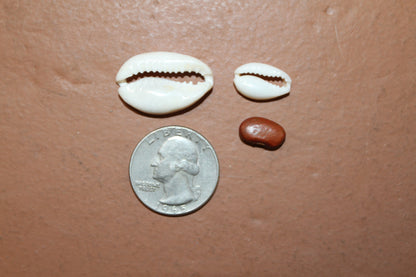 CUT/SLICED SEASHELLS CYPRAEA ANNULUS,SAILORS VALENTINES,BEACH ART,JEWELRY SUPPLY,ALL OCCASION GIFTS,SEASHELL FLOWERS, CS-07