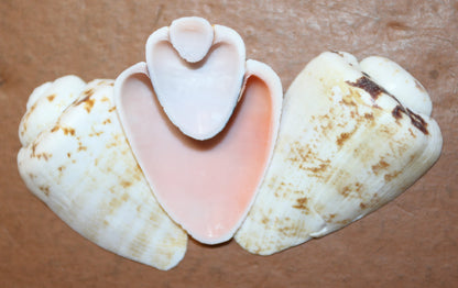 SLICED/CUT SEASHELLS, STROMBUS LUHUANUS, Upscale Craft Supply, Custom Candle Crafts, Scrap Booking  Supply CS-94