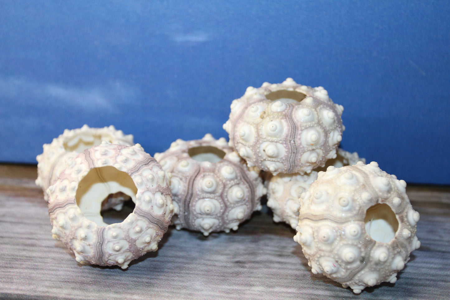 6- Air Plant Holder THAI URCHINS, Sputnik Urchins,Sea Life,,All Occasion Gifts,Collectibles,,Beach Art, SS-02B
