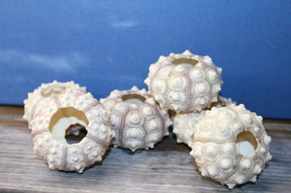6- Air Plant Holder THAI URCHINS, Sputnik Urchins,Sea Life,,All Occasion Gifts,Collectibles,,Beach Art, SS-02B