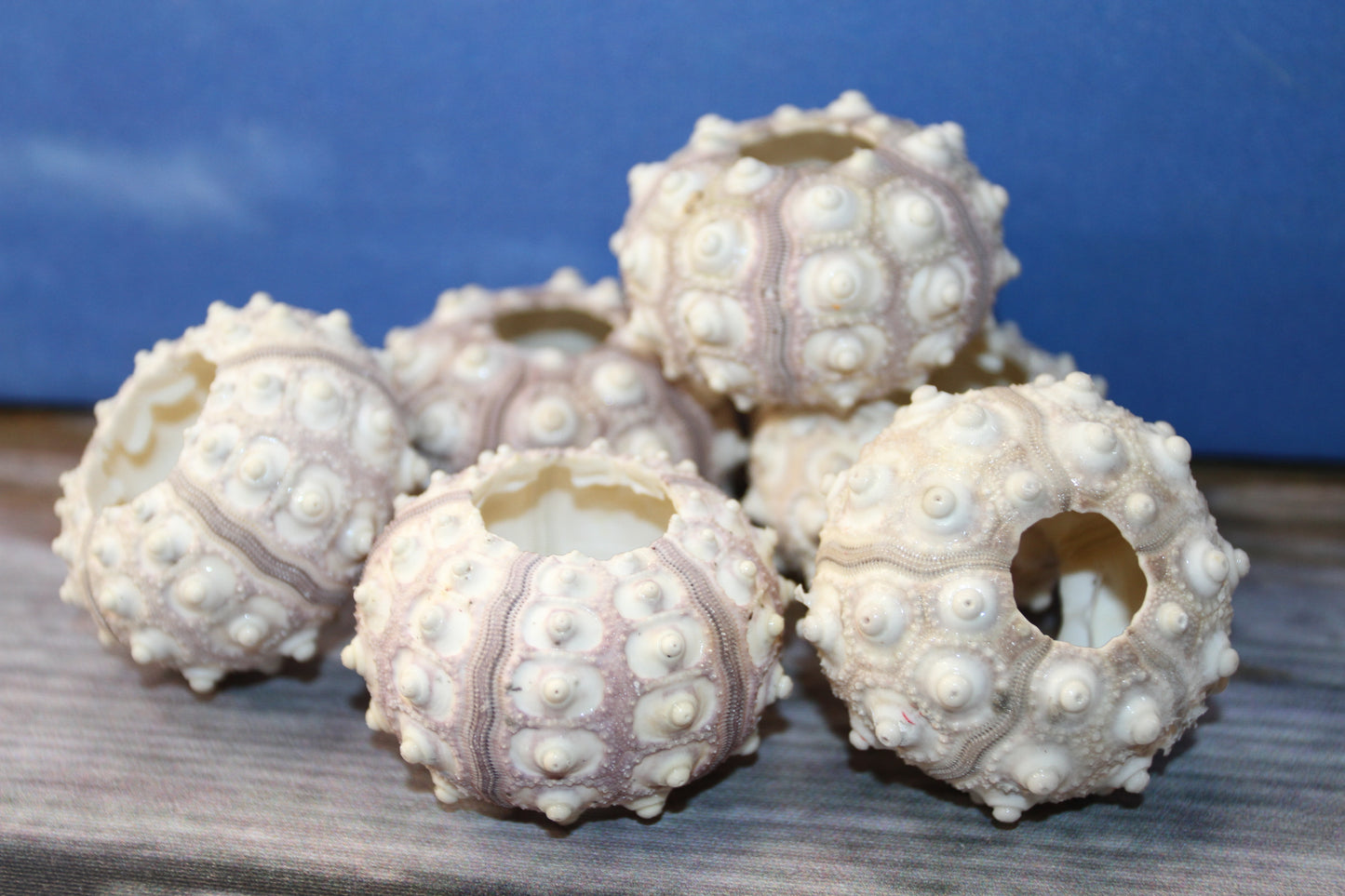 6- Air Plant Holder THAI URCHINS, Sputnik Urchins,Sea Life,,All Occasion Gifts,Collectibles,,Beach Art, SS-02B