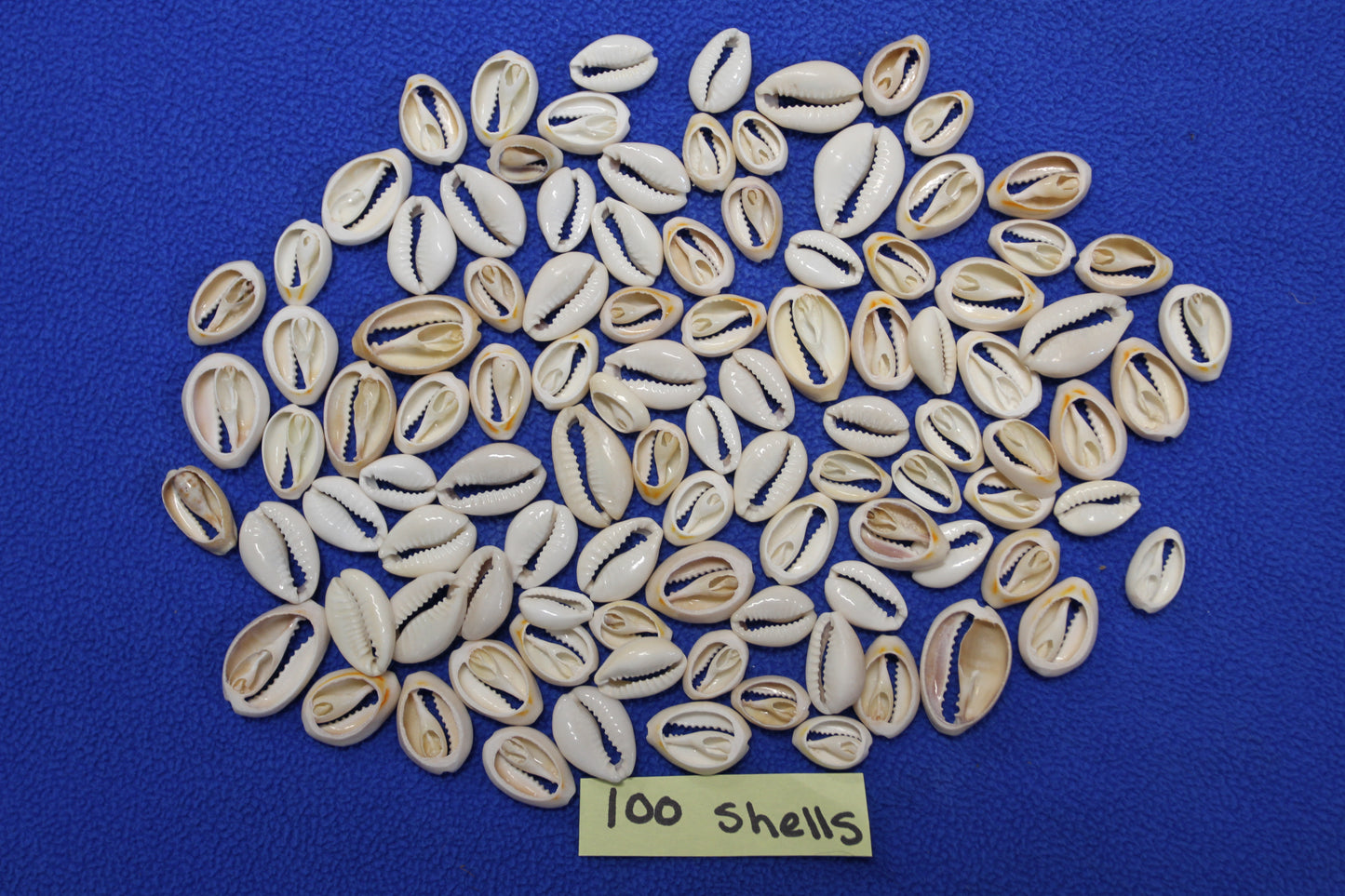 CUT/SLICED SEASHELLS CYPRAEA ANNULUS,SAILORS VALENTINES,BEACH ART,JEWELRY SUPPLY,ALL OCCASION GIFTS,SEASHELL FLOWERS, CS-07